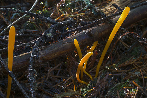 Clavulinopsis laeticolor Smaller than the the other Clavulinopsis Clavulinopsis laeticolor,Fall,Geotagged,United States