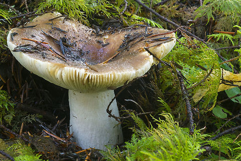 Brown Russula  Fall,Geotagged,United States