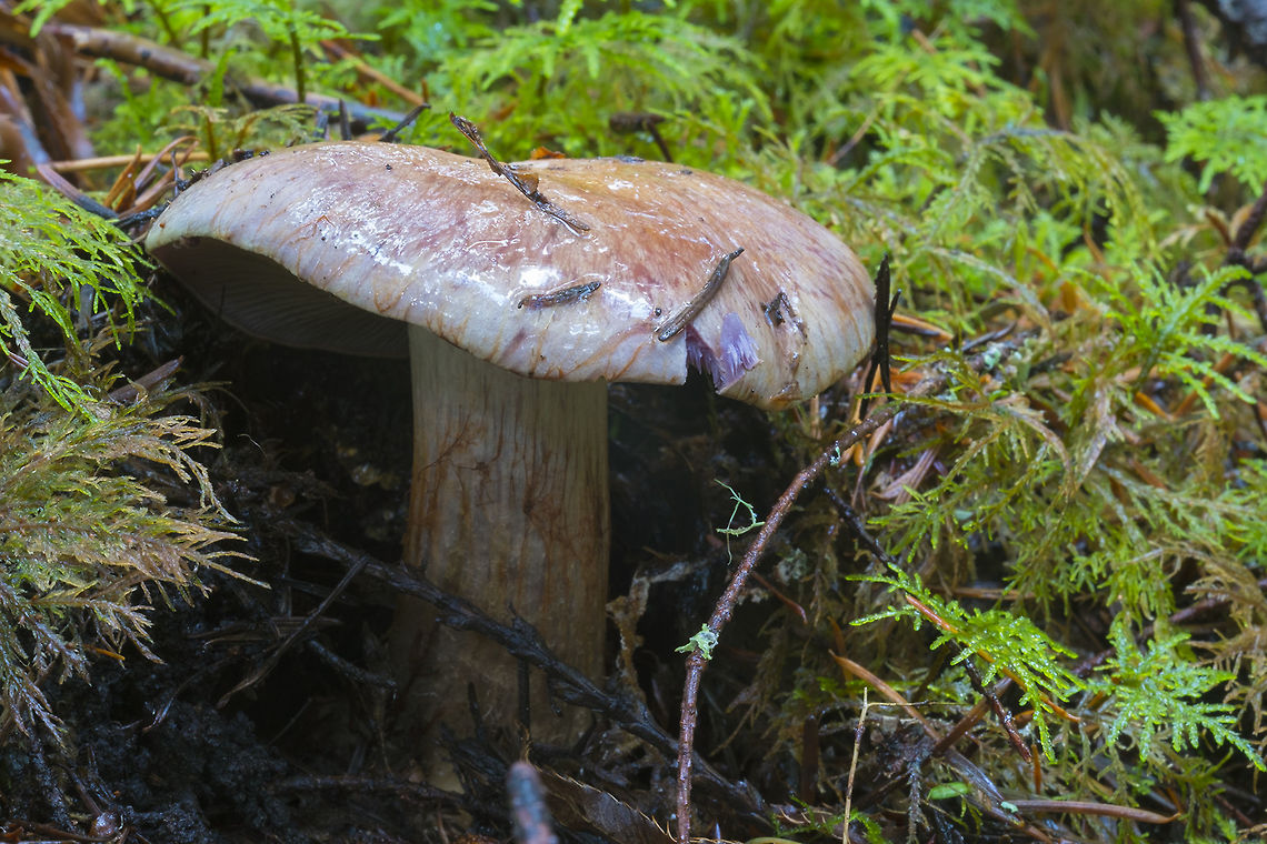 Cortinarius species possibly Cortinarius fulvo-ochrascens Fall,Geotagged,United States