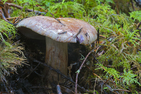Cortinarius species possibly Cortinarius fulvo-ochrascens Fall,Geotagged,United States
