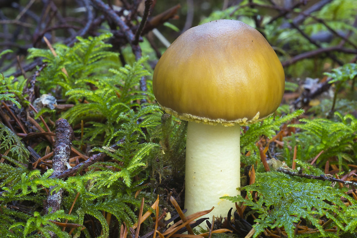 Yellow button this looks a little like a Fly Agaric with it&#039;s warts washed off, but I don&#039;t see a ring, it&#039;s coloration is much more like an Amanita phalloides (death cap) Amanita phalloides,Fall,Geotagged,United States