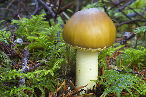 Yellow button this looks a little like a Fly Agaric with it's warts washed off, but I don't see a ring, it's coloration is much more like an Amanita phalloides (death cap) Amanita phalloides,Fall,Geotagged,United States