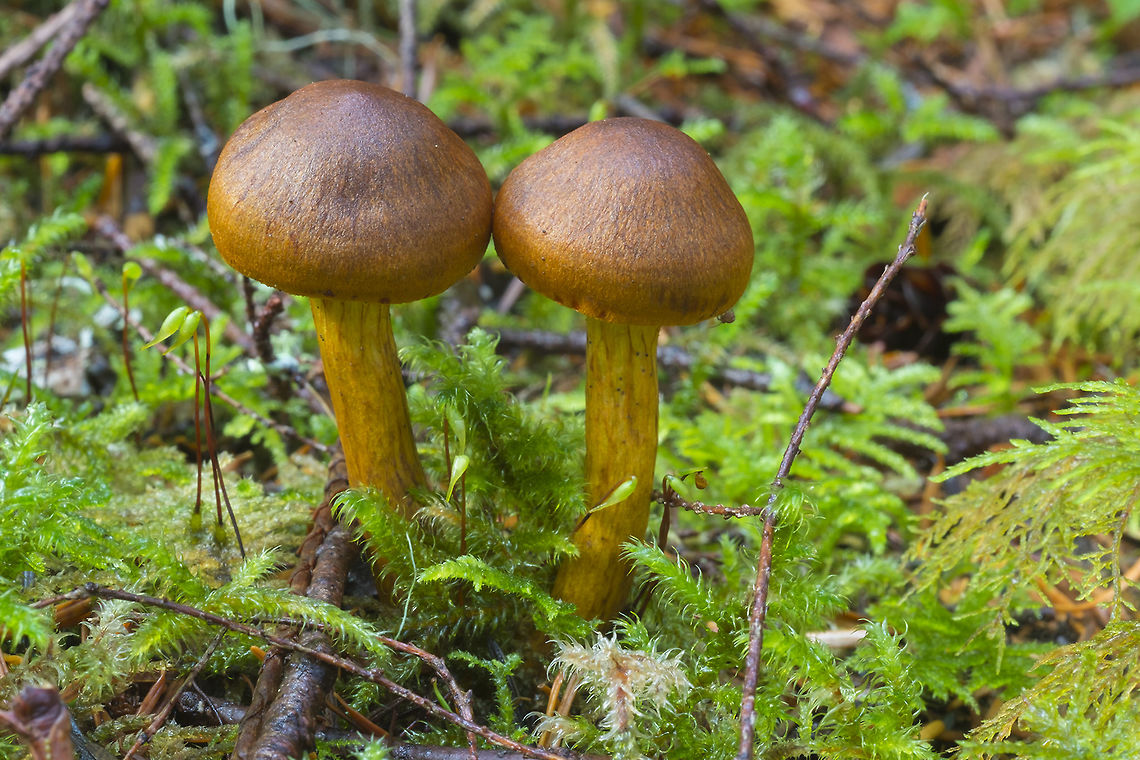 Cortinarius croceus or incognitus It&#039;s unclear whether or not these are synonyms, but incognitus appears to be the name given most often in North America. Cortinarius incognitus,Fall,Geotagged,United States