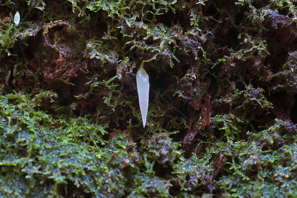 Mucronella pendula  Fall,Geotagged,Mucronella pendula,United States,mucronella pendula
