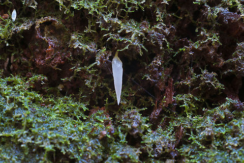 Mucronella pendula  Fall,Geotagged,Mucronella pendula,United States,mucronella pendula