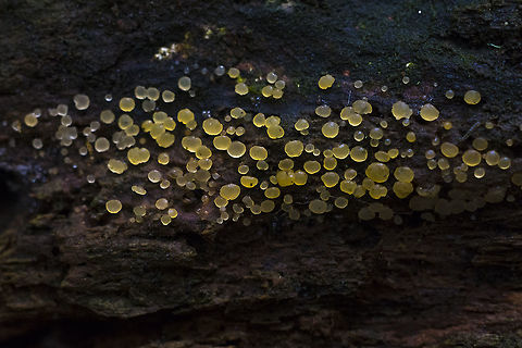Tiny yellow cushion fungi  Fall,Geotagged,United States