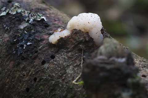 Trembling Brain  Fall,Geotagged,Tremella encephala,United States