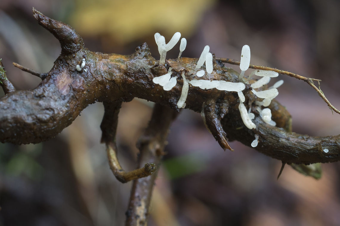 Typhula species  Fall,Geotagged,United States