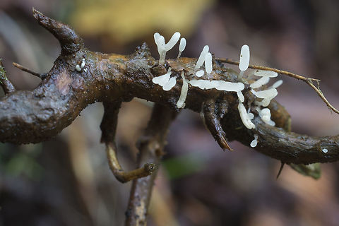 Typhula species  Fall,Geotagged,United States