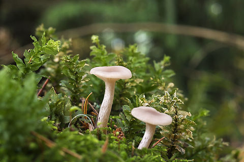 Snowy Waxy Cap  Cuphophyllus virgineus,Fall,Geotagged,United States