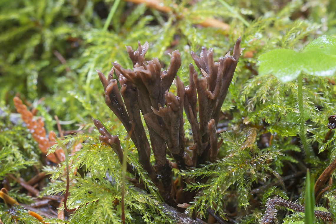 Thelephora caespitulans small with no odor Fall,Geotagged,Thelephora caespitulans,United States