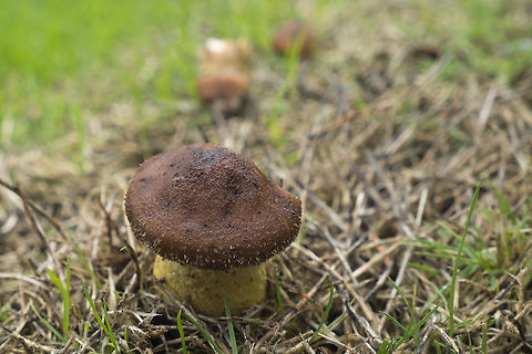 Urban mushroom I found these odd little guys coming up in the grass strip between the sidewalk and street. At first I thought they might be some sort of bolete - but this one was damaged on the other side and clearly shows gills, even though they are quite encased in a very heavy veil. I still haven't found a good match for it, even though it looks kind of  distinctive with it's thick yellow stem and hairy cap. Fall,Geotagged,United States