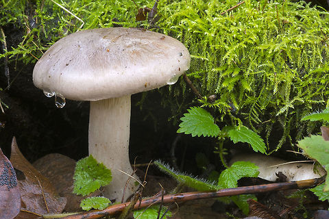 Possible waxy cap  Fall,Geotagged,United States