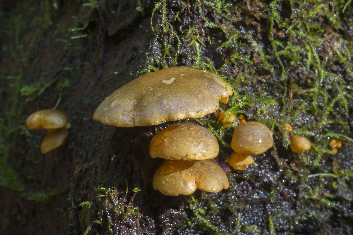 Olive Oysterling  Fall,Geotagged,Panellus serotinus,United States