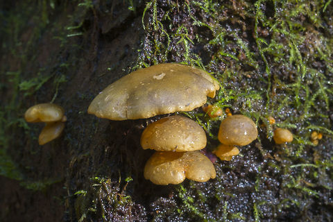 Olive Oysterling  Fall,Geotagged,Panellus serotinus,United States