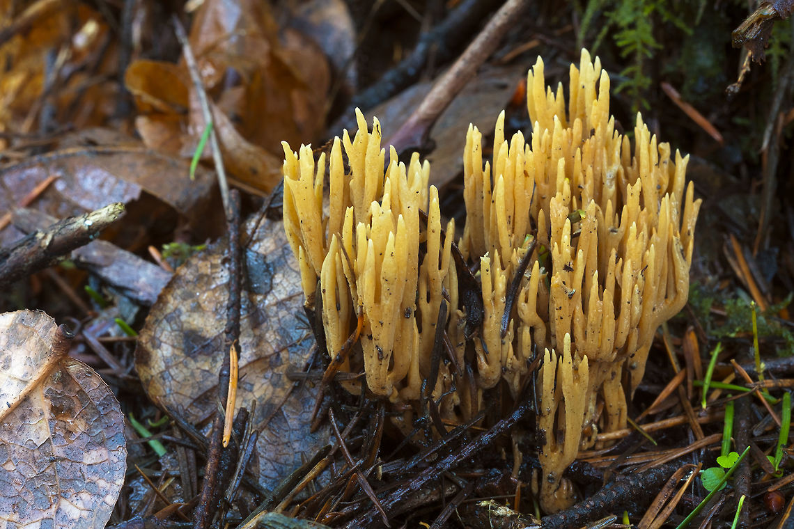 Green Staining Coral identified by greenish stains visible on a different sample Fall,Geotagged,Ramaria abietina,United States