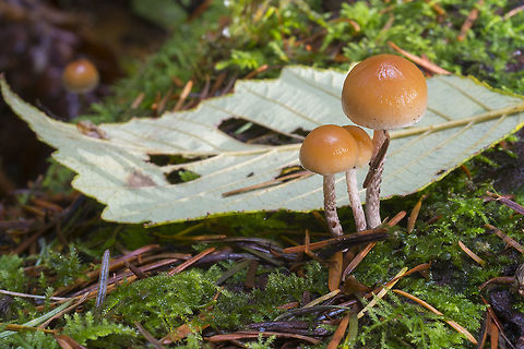 Pretty little killer ☠ extremely toxic Fall,Galerina marginata,Geotagged,United States