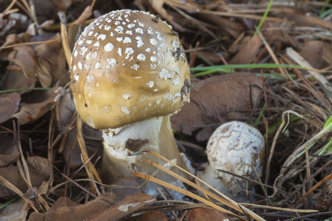 Panther cap It is thought our west coast variety is probably a yet unnamed species, but at least for now it is still known as A. pantherina.  Amanita pantherina var. pantherina,European Panther,Fall,Geotagged,United States