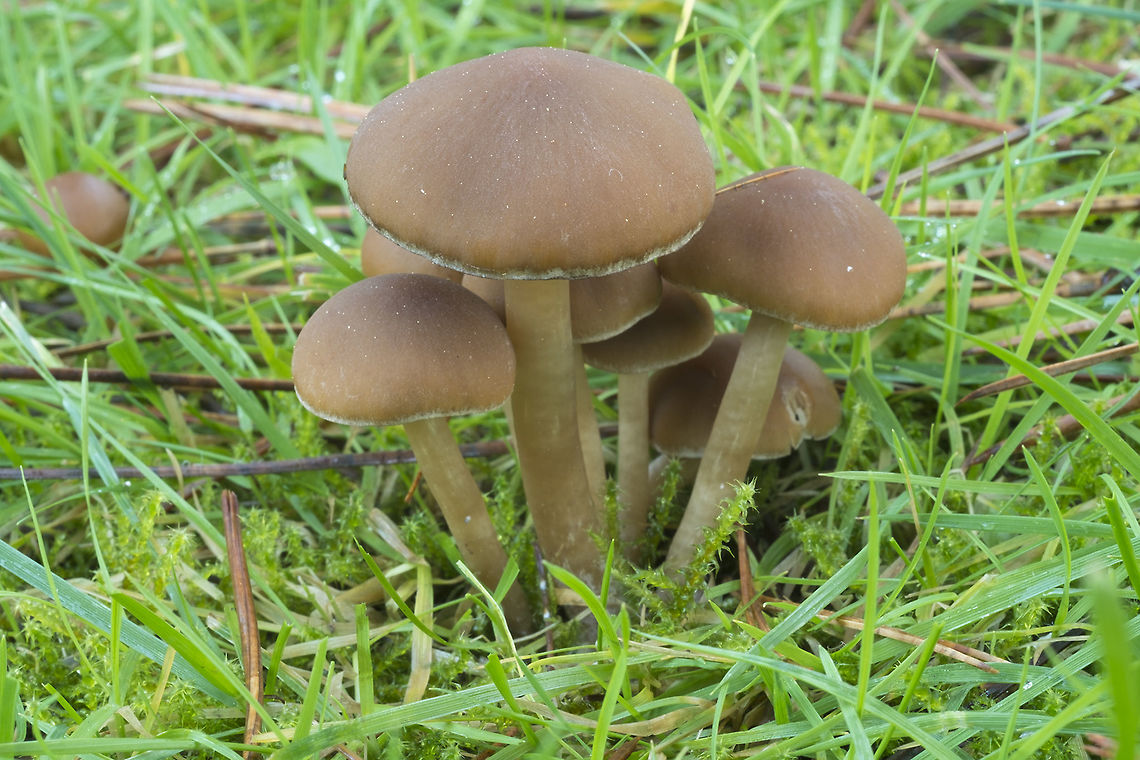 Mower's Mushroom  Fall,Geotagged,Panaeolina foenisecii,United States
