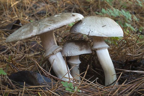 Dark Scaled Mushroom ☠ won't kill you... but you won't feel nice if you eat this.. Agaricus moelleri,Fall,Geotagged,United States