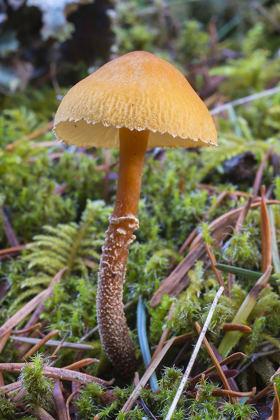 Saffron Parasol  Cystoderma amianthinum,Cystodermella cinnabarina,Fall,Geotagged,Saffron parasol,United States