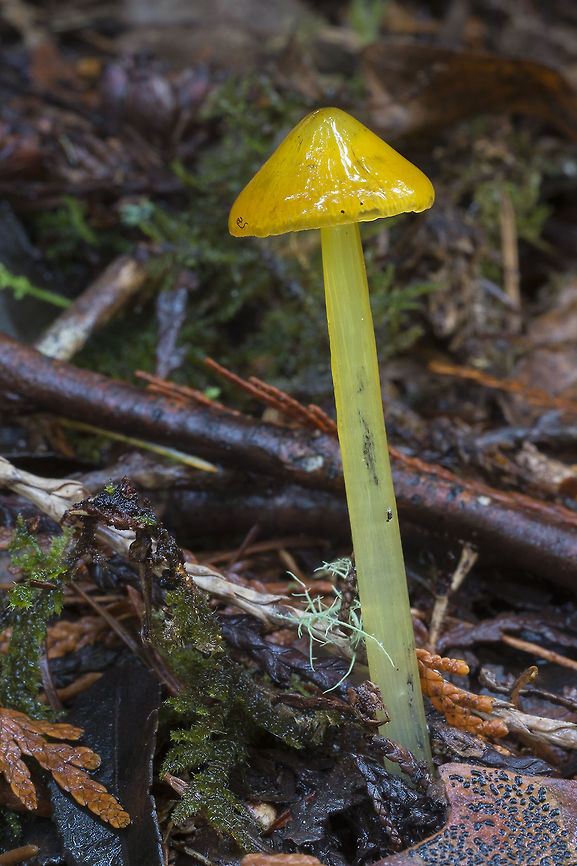 Yellow Witch's Hat  Fall,Geotagged,Hygrocybe singeri,United States,Witch's Hat