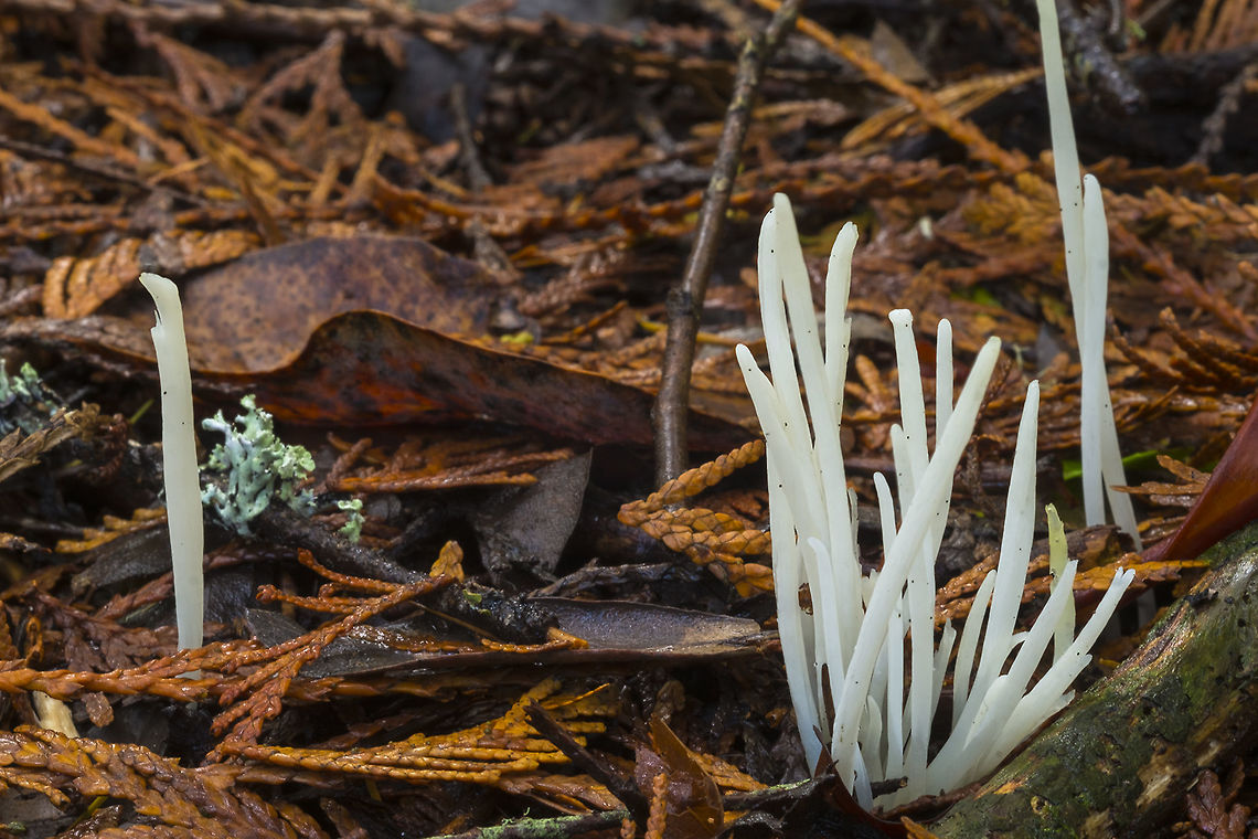 Fairy Fingers  Clavaria fragilis,Fall,Geotagged,United States