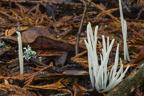 Fairy Fingers  Clavaria fragilis,Fall,Geotagged,United States