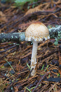 Lepiota species  Fall,Geotagged,Lepiota magnispora,United States