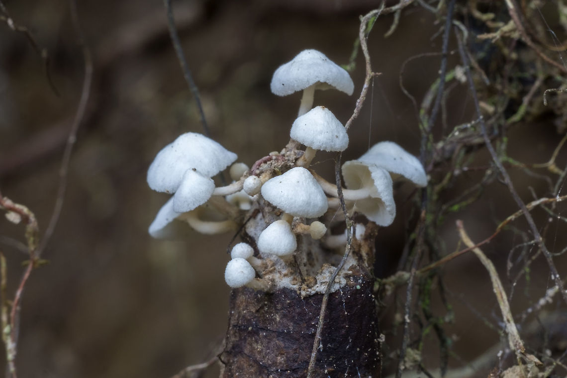 Fuzzy Marisumus  Fall,Geotagged,Lepiota magnispora,United States