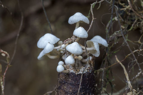 Fuzzy Marisumus  Fall,Geotagged,Lepiota magnispora,United States