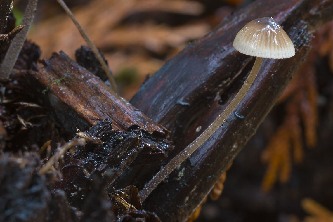 Brown mycena  Fall,Geotagged,United States