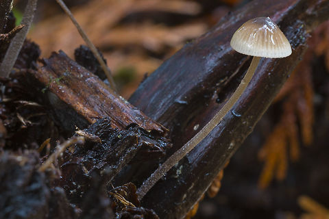 Brown mycena  Fall,Geotagged,United States