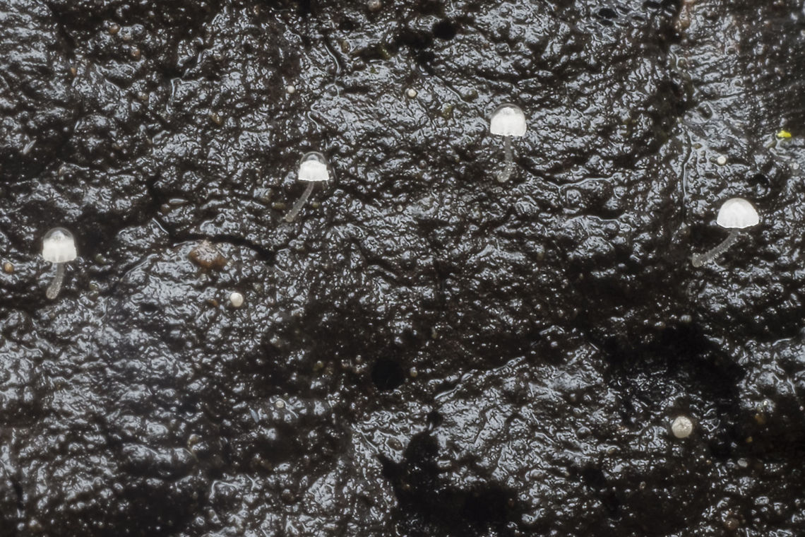 Very tiny white mycenoid mushrooms could be the variety carpophila - which has tiny caps on the mature mushrooms Fall,Frosty bonnet,Geotagged,Mycena adscendens,United States