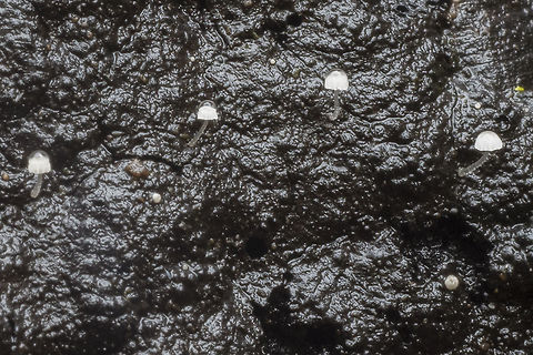 Very tiny white mycenoid mushrooms could be the variety carpophila - which has tiny caps on the mature mushrooms Fall,Frosty bonnet,Geotagged,Mycena adscendens,United States