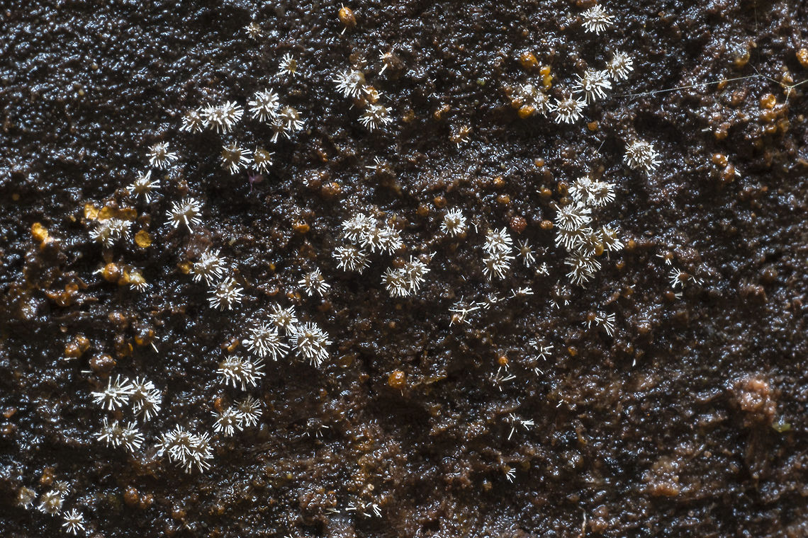 Polycephalomyces tomentosus This is a weird one... little brown balls with white spikes. I&#039;ve never seen anything like it.<br />
Update - I found it! researching something else I came across this unique little fungi on a fungi. The white spikes are  whole different organism that is colonizing the slime mold. Fall,Geotagged,Polycephalomyces tomentosus,United States