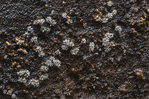 Polycephalomyces tomentosus This is a weird one... little brown balls with white spikes. I've never seen anything like it.
Update - I found it! researching something else I came across this unique little fungi on a fungi. The white spikes are  whole different organism that is colonizing the slime mold. Fall,Geotagged,Polycephalomyces tomentosus,United States