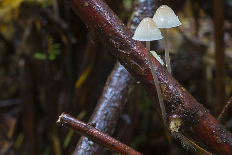 Twin mycena  Fall,Geotagged,United States