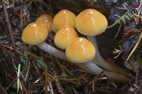 Bright yellow caps  Fall,Geotagged,United States