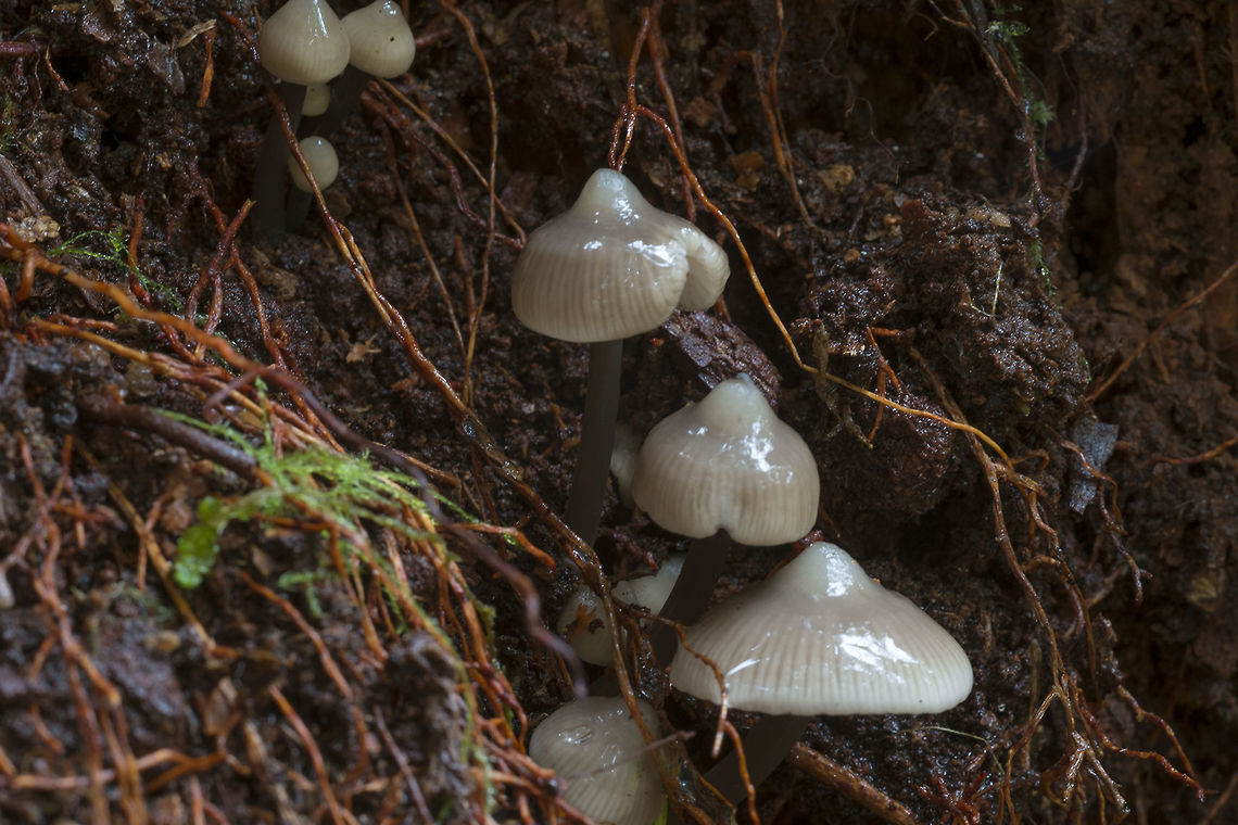Small grey umbonate mushrooms  Fall,Geotagged,Mycena alcalina,United States