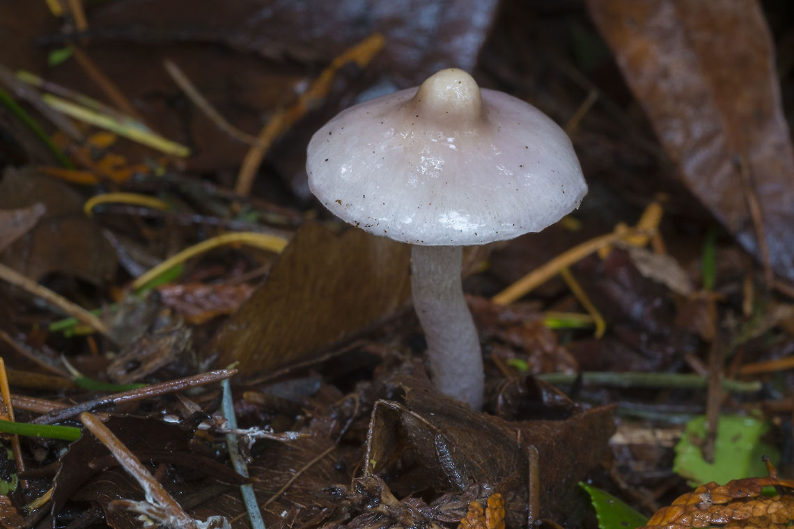 Very umbonate mushroom ummmm remind you of anything....  Fall,Geotagged,United States