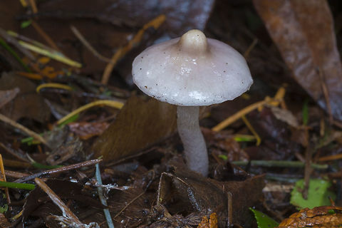 Very umbonate mushroom ummmm remind you of anything....  Fall,Geotagged,United States