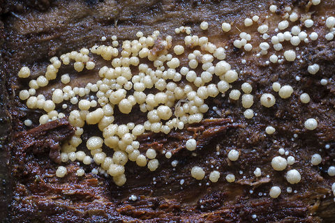 Hypocrea species I think that's as far as perhaps even science can get right now... reported to be more than 200 species, but most remain unstudied. Fall,Geotagged,United States