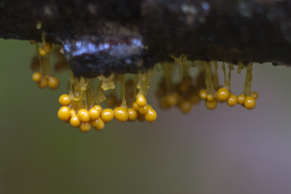 Hanging slime mold this is in a transformative phase, in between plasmodium and sporocarp Badhamia utricularis,Fall,Geotagged,United States