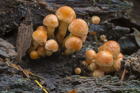 Small orange powdery mushrooms I believe that these are younger versions of a same type of mushroom I photographed a while ago - I couldn't find an ID then and I'm still stymied... the larger mushrooms become lighter, more yellow than orange and even a bit more powdery looking - they look like dinner rolls. Fall,Geotagged,Hypholoma fasciculare,Sulphur tuft,United States