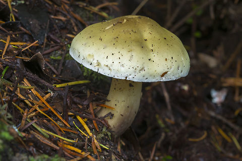 Soap-scented toadstool