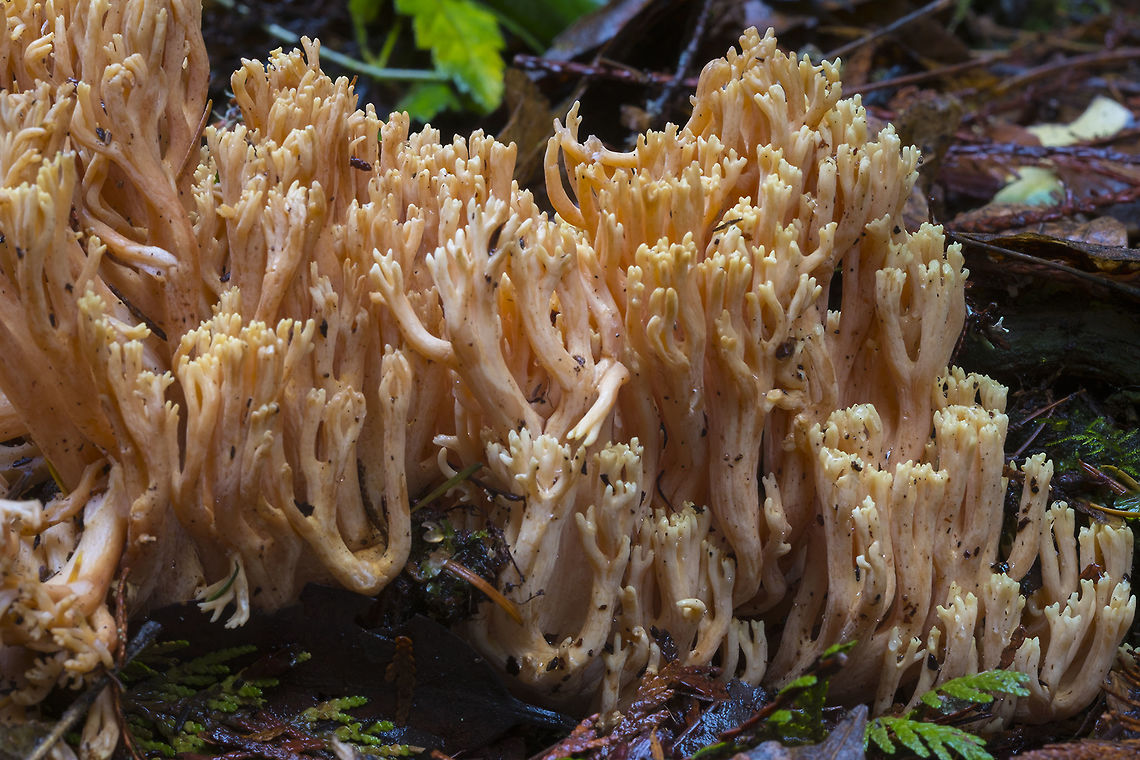 Peach coral with yellow tips probably Ramaria rubricarnata, very similar to R. formosa, but this one (out of the field) was pretty heavily damaged and showing no sign of brown staining, which makes R. rubricarnata the better match Fall,Geotagged,United States
