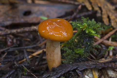 Candy cap this may very well be a candy cap - if it is lucky me
update - they've dried quite quickly and indeed smell of maple :) Candy Cap,Fall,Geotagged,Lactarius rubidus,United States
