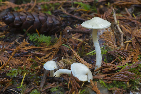 Pure white mushrooms  Fall,Geotagged,United States