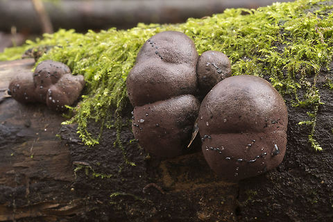 Cramp Balls  Daldinia concentrica,Fall,Geotagged,King Alfred's Cake,United States